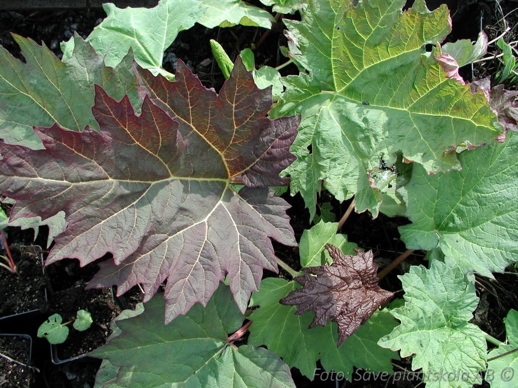 Rheum palmatum  'Tanguticum'