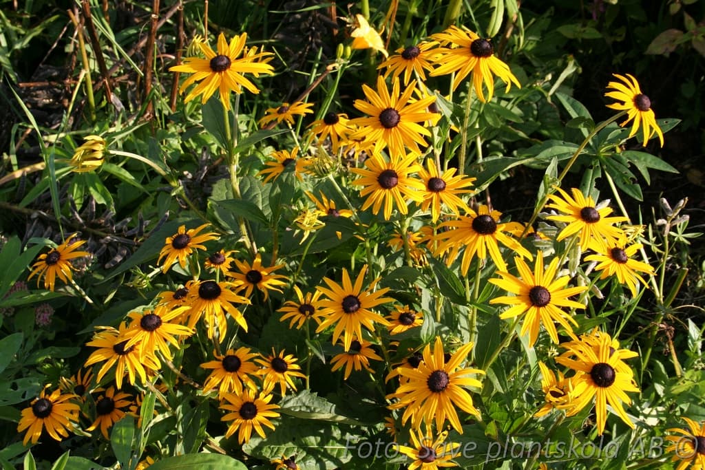 Rudbeckia fulgida  'Goldsturm'