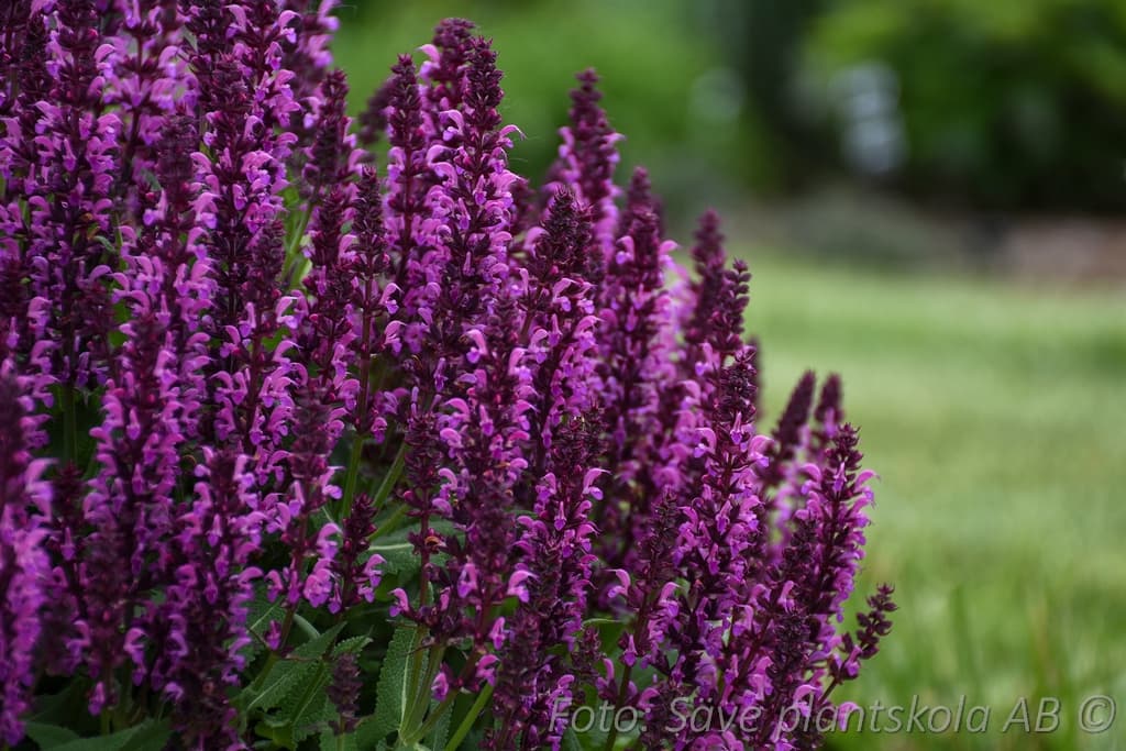 Salvia nemorosa  'BumbleBerry '