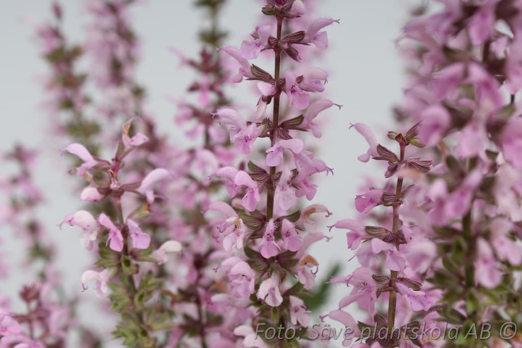 Salvia nemorosa  'Feathers Flamingo'