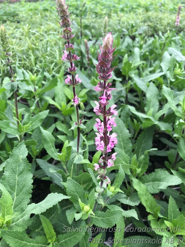 Salvia nemorosa  'Caradonna Pink'