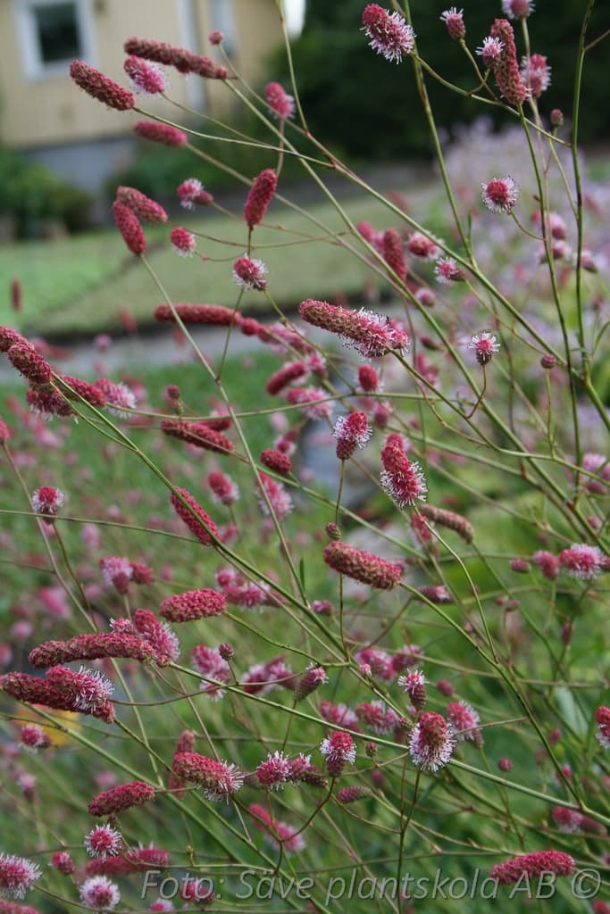 Sanguisorba officinalis 'Pink Tanna'