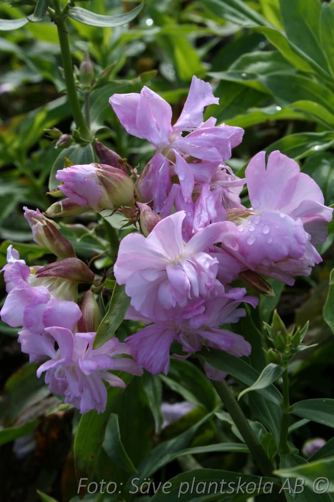 Saponaria officinalis  'Rosea Plena'