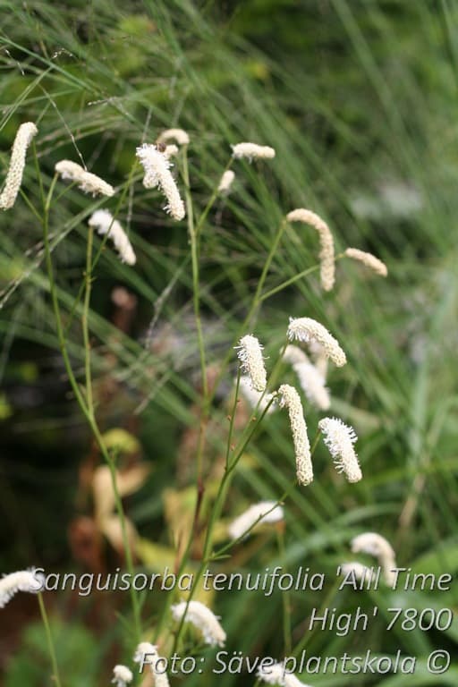 Sanguisorba tenuifolia 'All Time High'