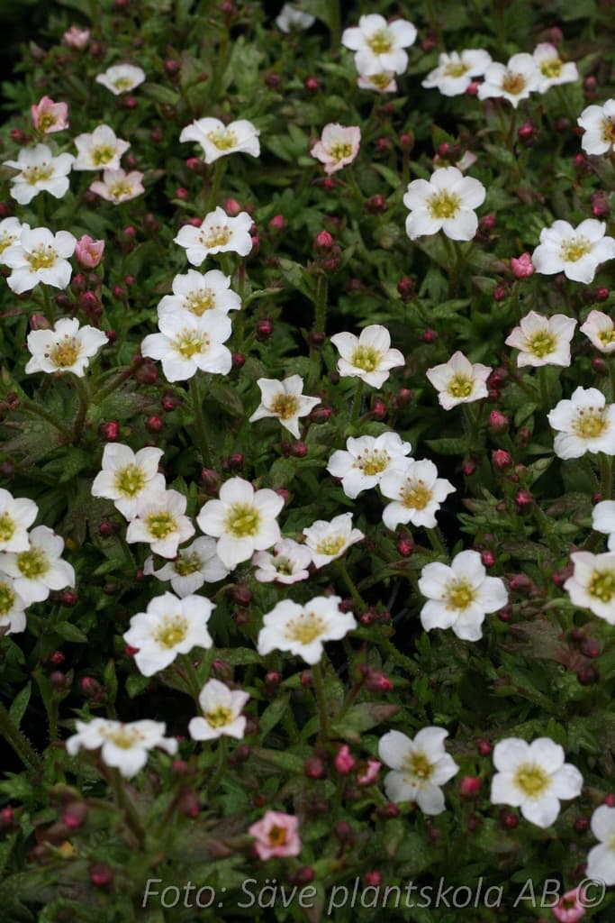 Saxifraga arendsii 'Schneeteppich'