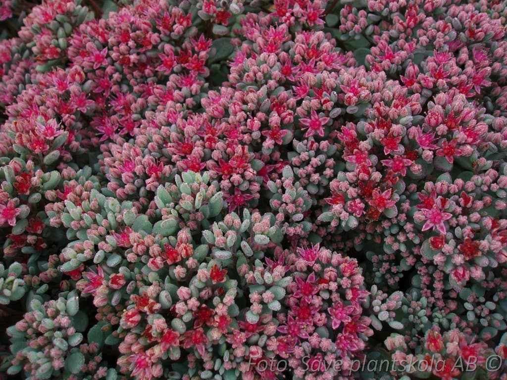 Hylotelephium cauticola  'Lidakense'