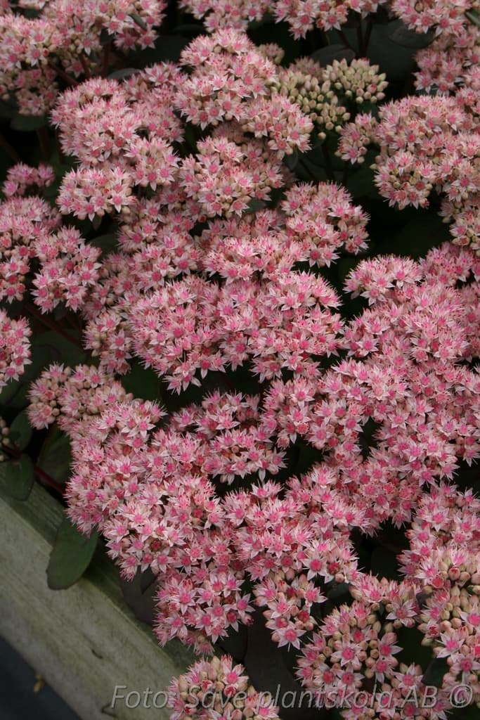 Hylotelephium 'Matrona'