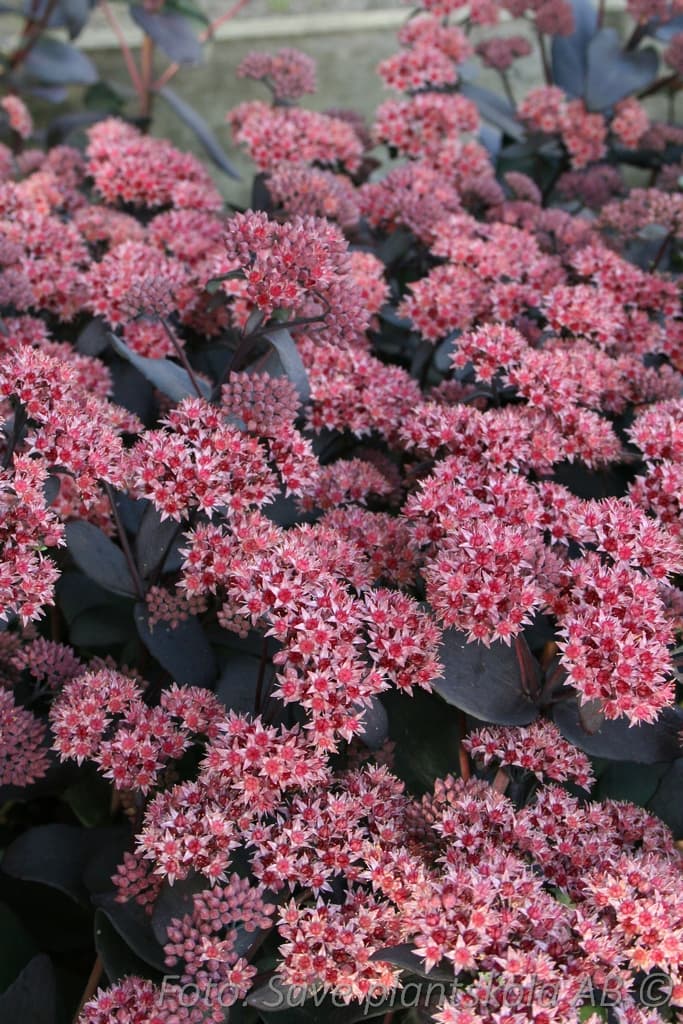 Hylotelephium 'Jose Aubergine' (PBR)