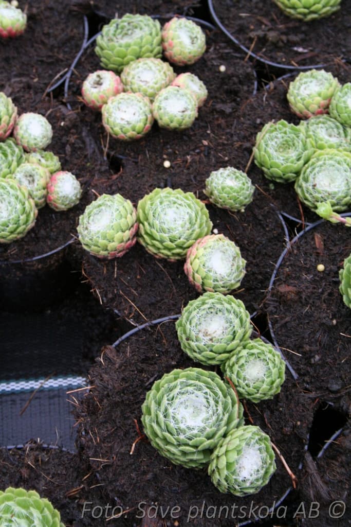 Sempervivum arachnoideum  'Tomentosum'