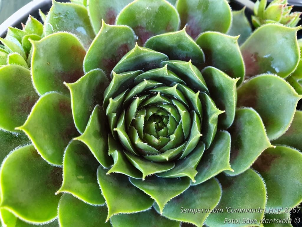 Sempervivum  'Commander Hay'