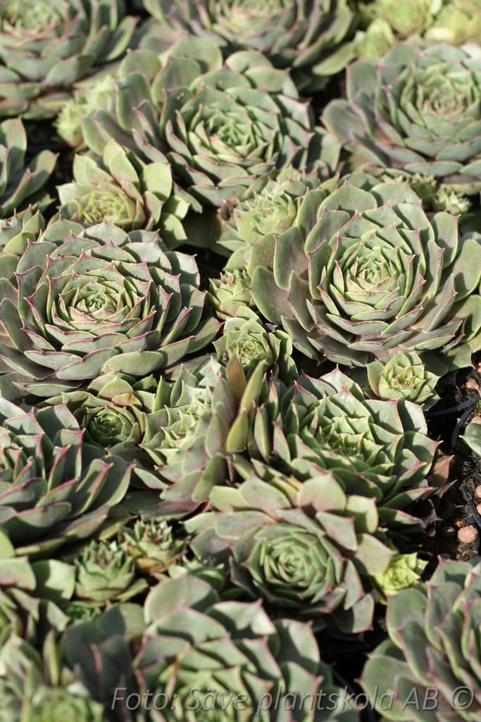 Sempervivum  'Feldmaier'