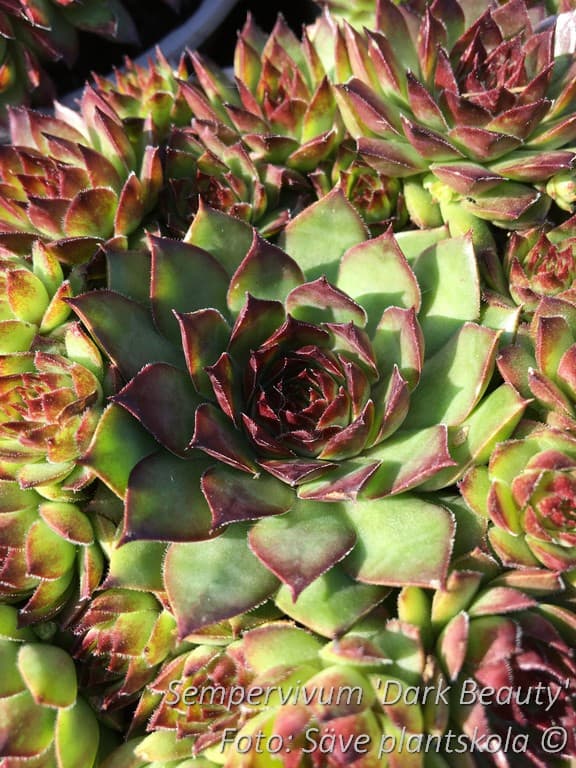 Sempervivum  'Dark Beauty'