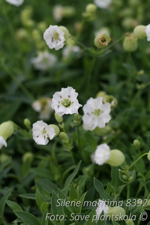 Silene maritima