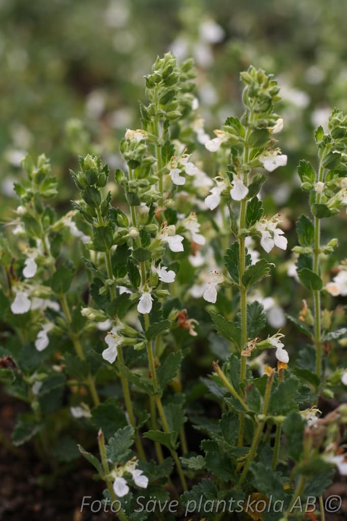 Teucrium lucidrys 'Album'