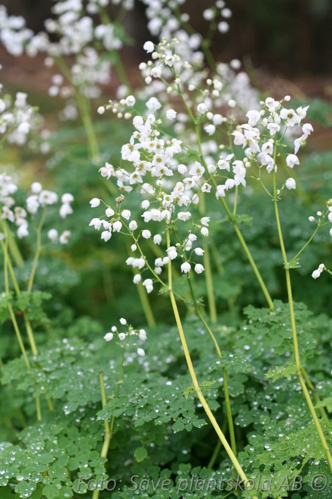 Thalictrum delavayi 'Splendide White' (PBR)