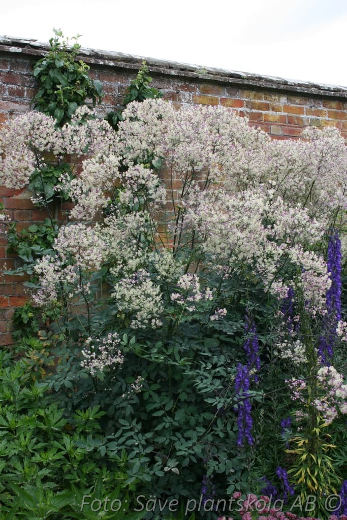 Thalictrum  'Elin'