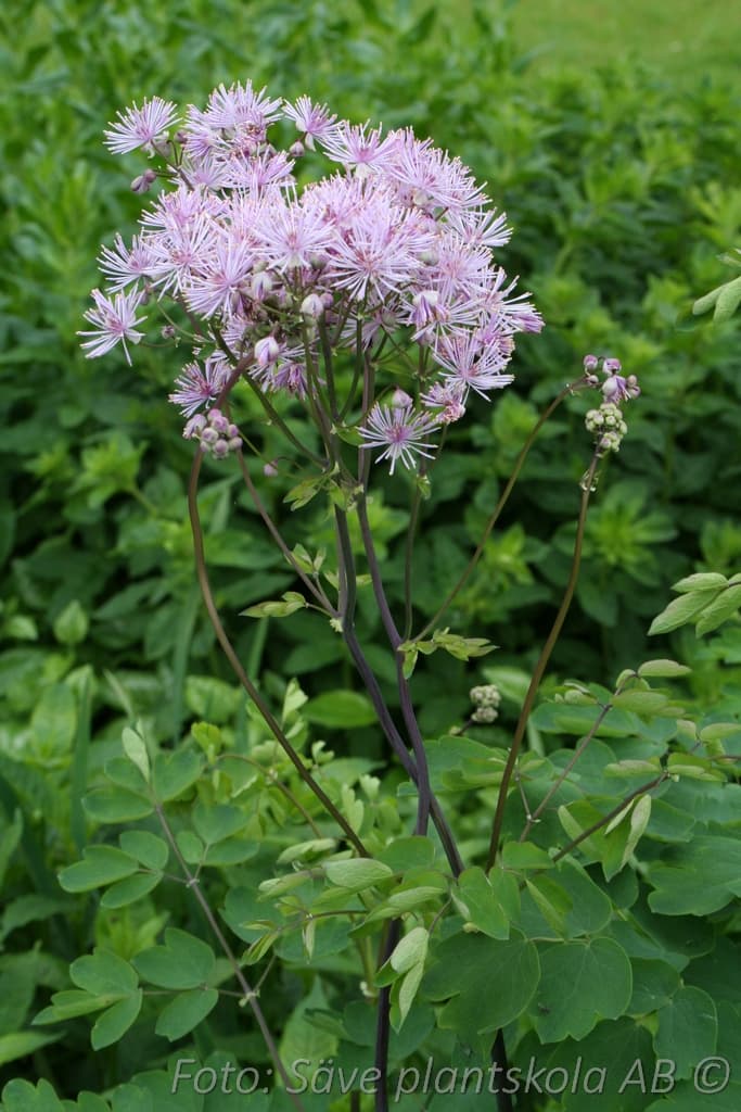 Thalictrum  'Black Stockings'