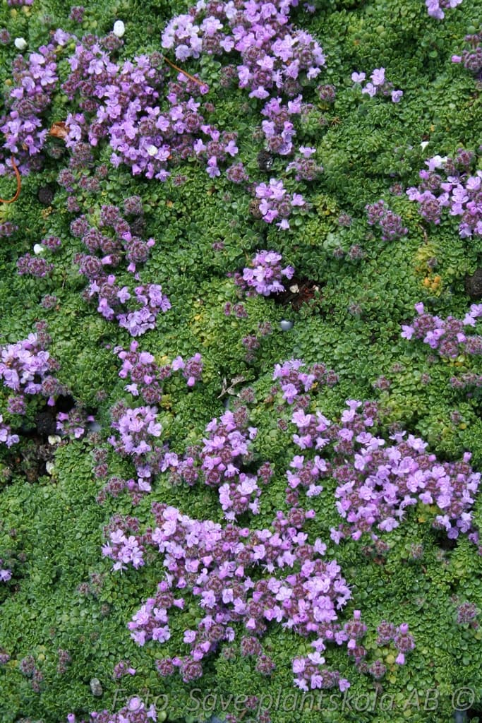 Thymus caespititius