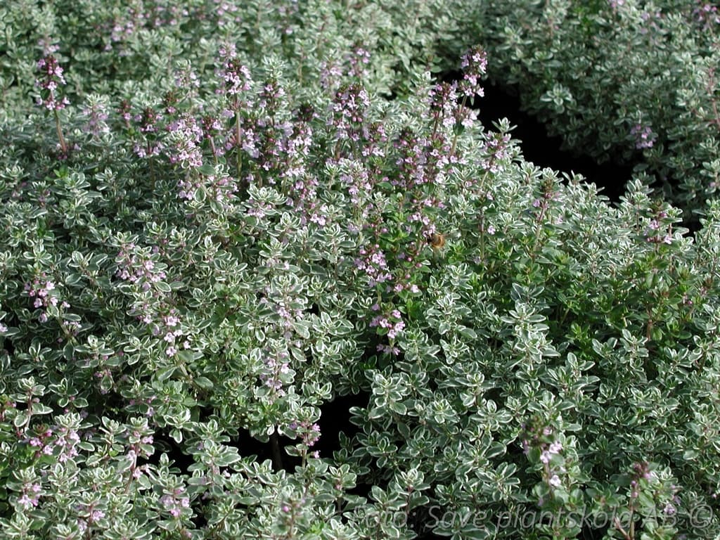 Thymus citriodorus  'Silver Queen'