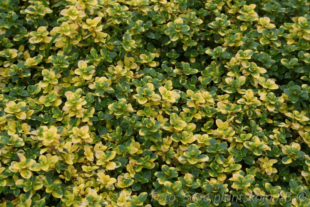 Thymus citriodorus  'Doone Valley'