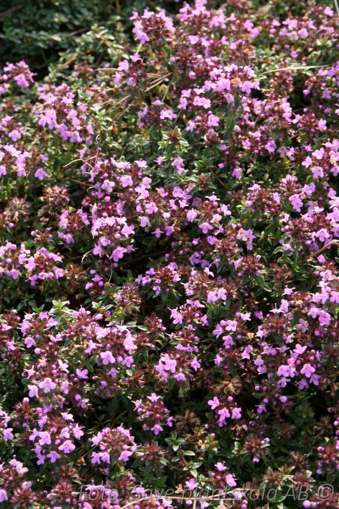 Thymus herba-barona