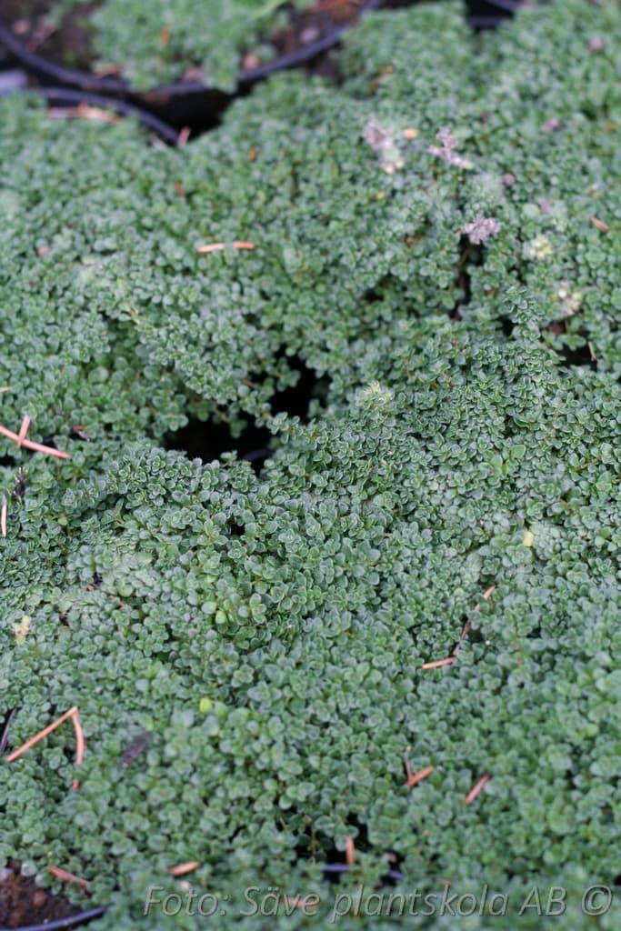 Thymus praecox  'Compacta'