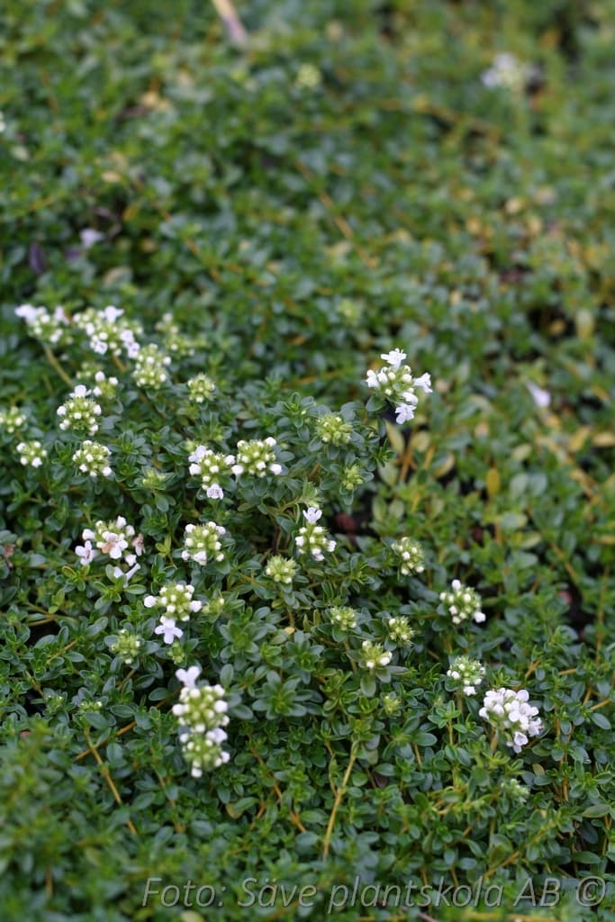 Thymus serpyllum  'Albus'