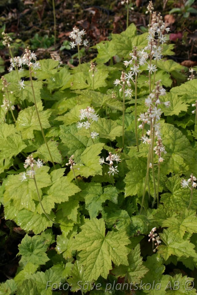 Tiarella cordifolia