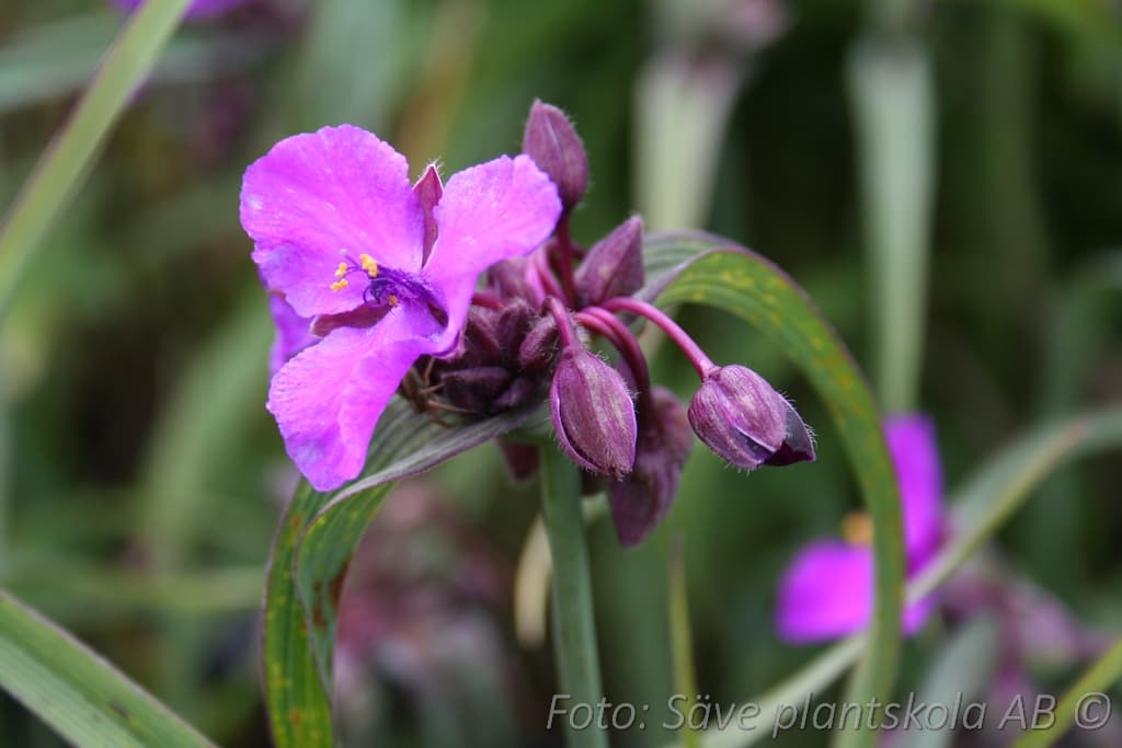 Tradescantia andersoniana  'Karminspiegel'