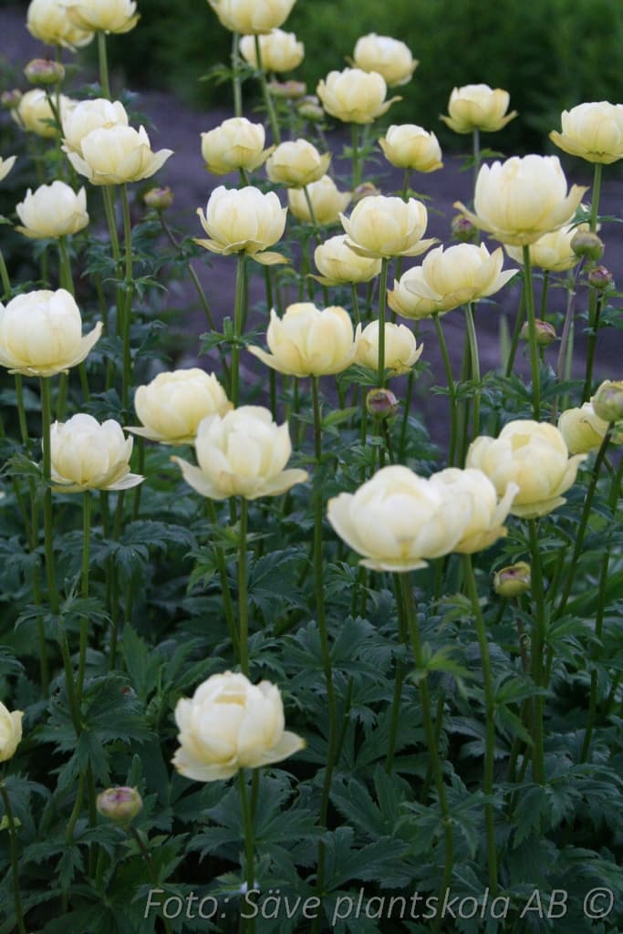 Trollius  'Alabaster'