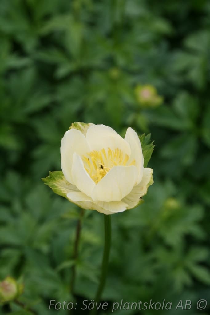 Trollius  'New Moon'