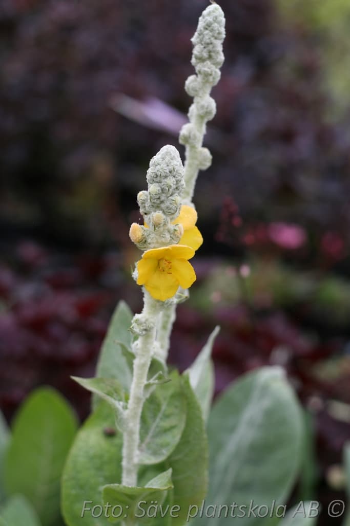 Verbascum bombyciferum