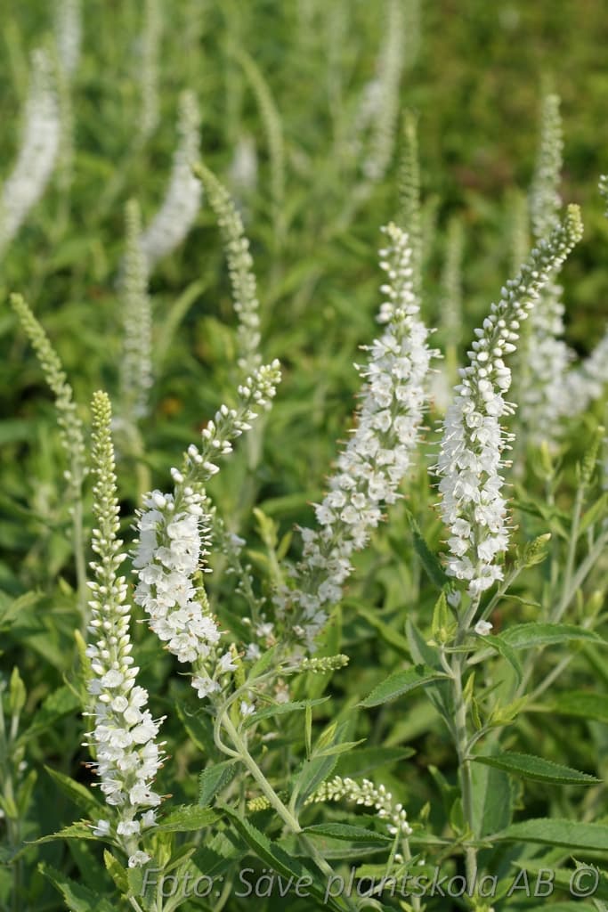 Veronica spicata 'Icicle'