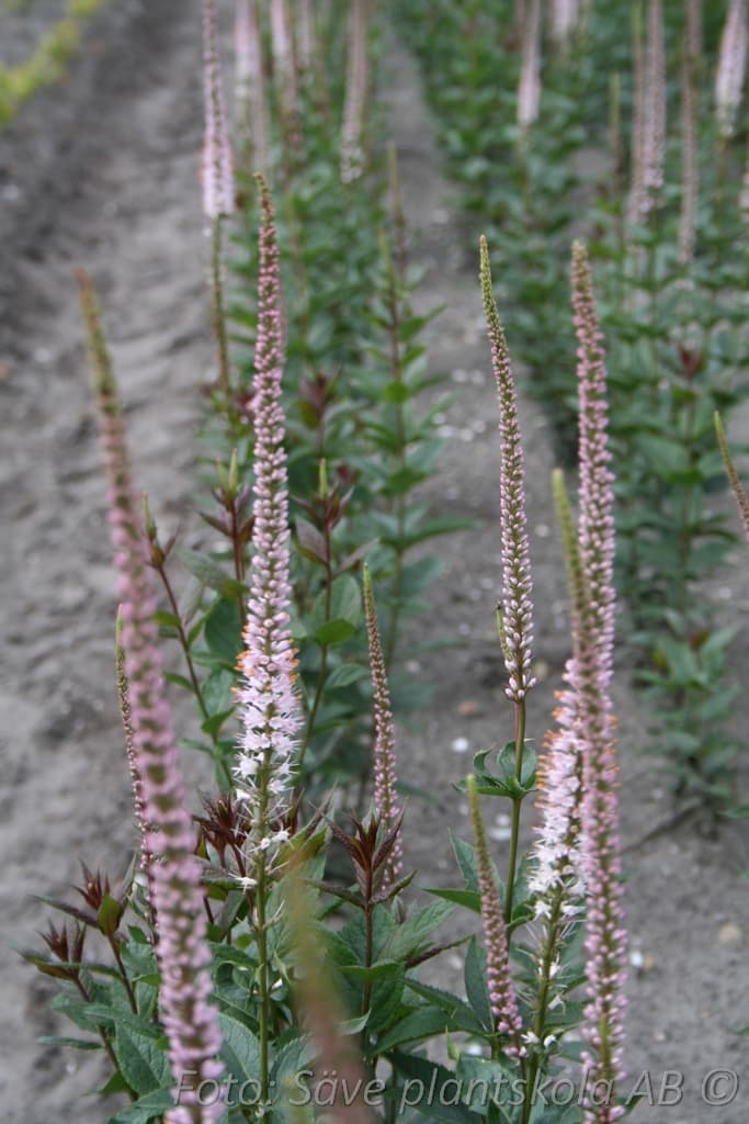 Veronicastrum virginicum  'Erica'