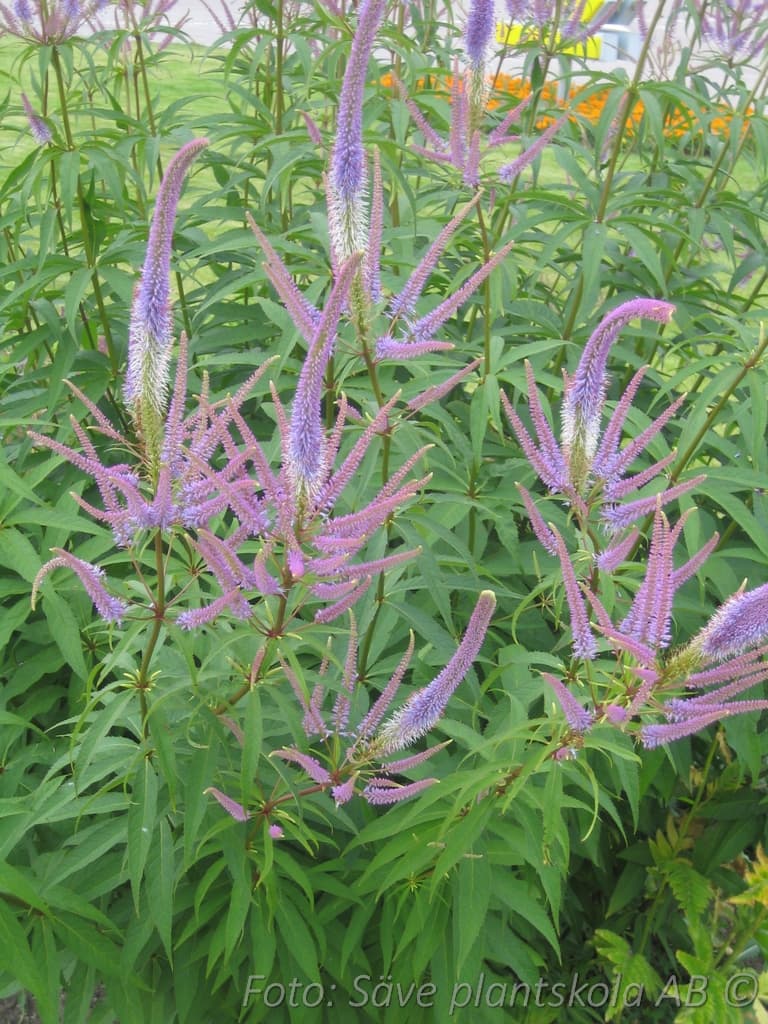 Veronicastrum virginicum  'Fascination'