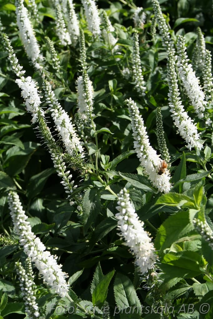 Veronica longifolia  'Schneeriesin'