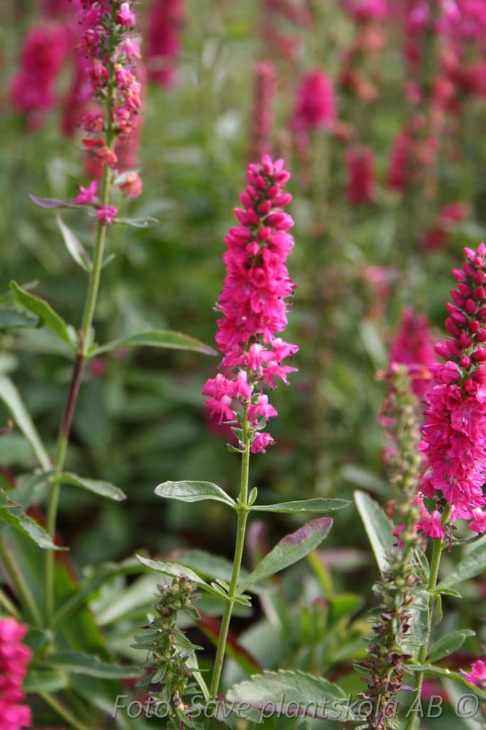 Veronica spicata 'Rotfuchs'