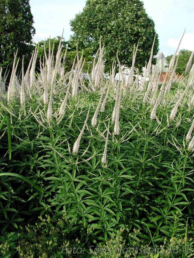 Veronicastrum virginicum  'Pink Glow'