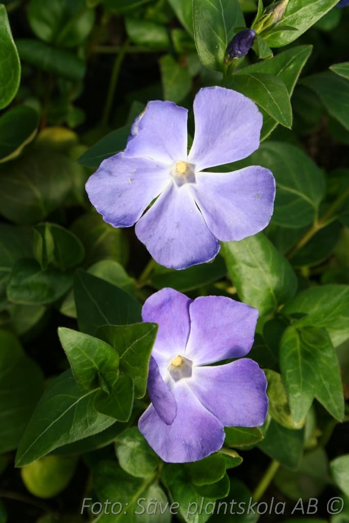 Vinca major