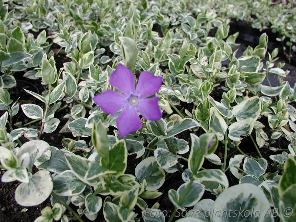 Vinca major  'Variegata'