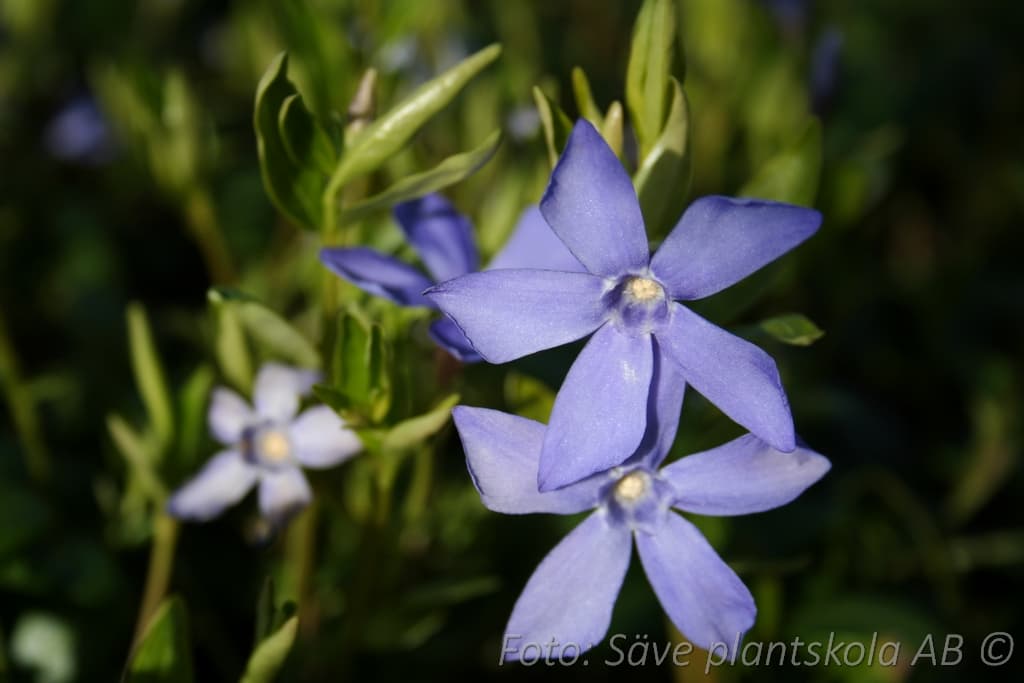 Vinca minor
