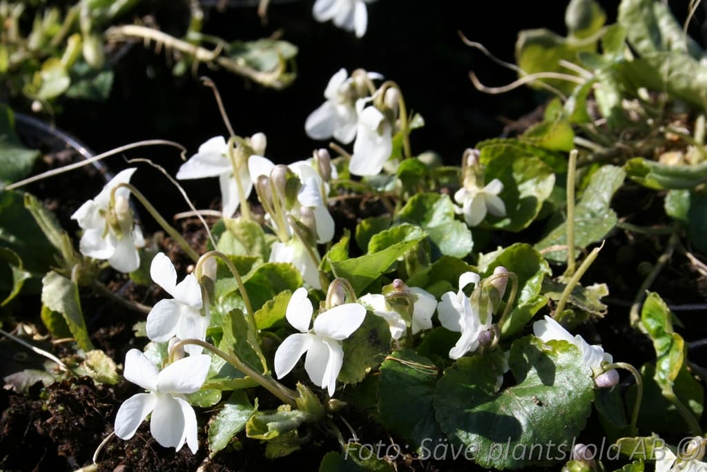 Viola odorata  'Alba'