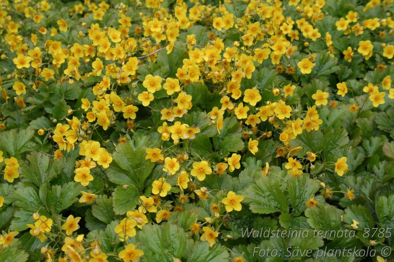 Waldsteinia ternata