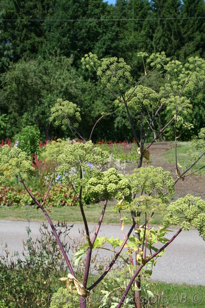 Angelica archangelica