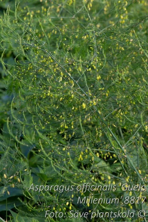 Asparagus officinalis 'Guelp Millenium'