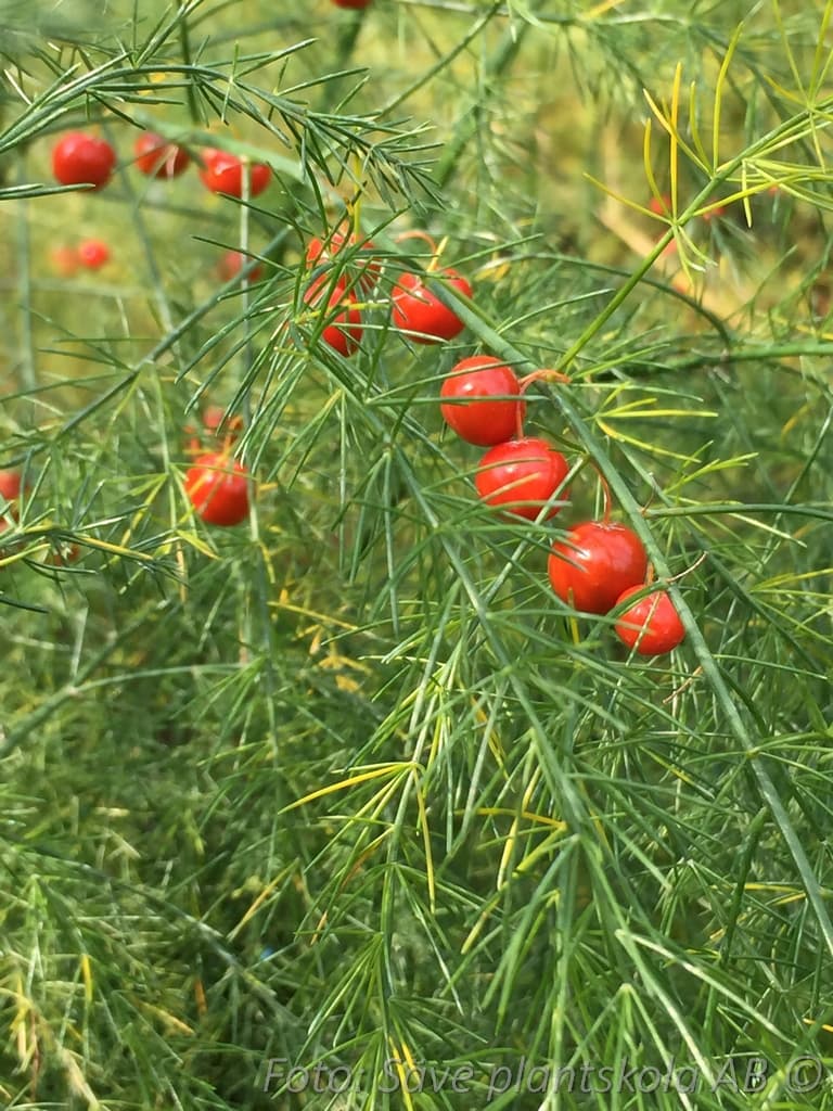 Asparagus officinalis 'Huchels Alpha'