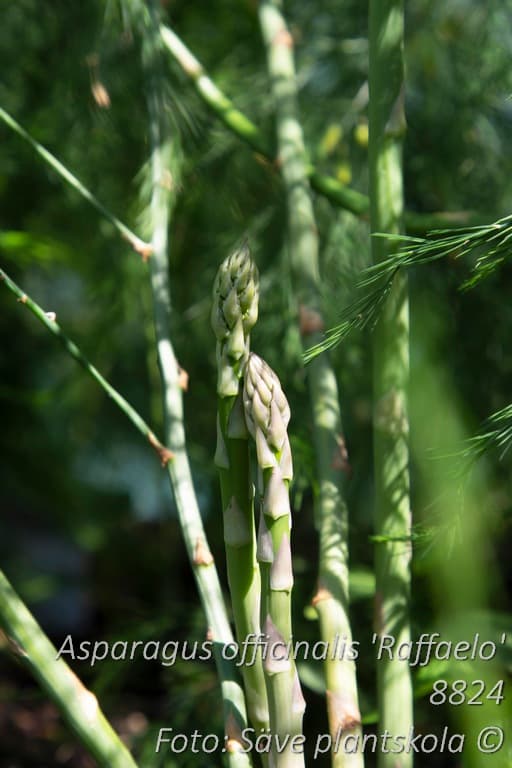 Asparagus officinalis 'Raffaelo'
