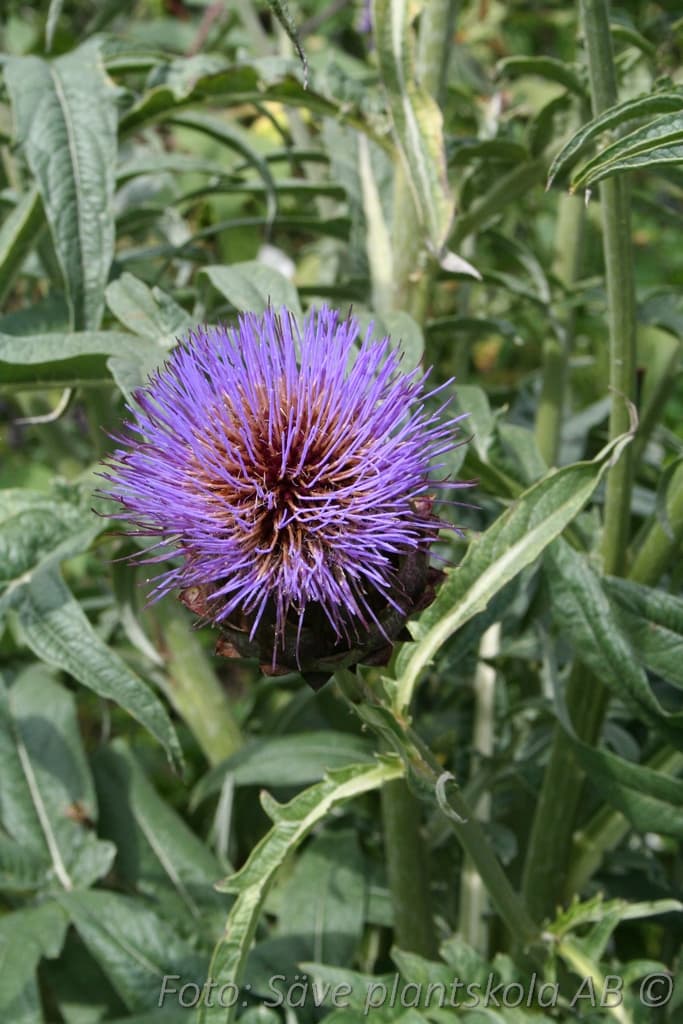 Cynara scolymus