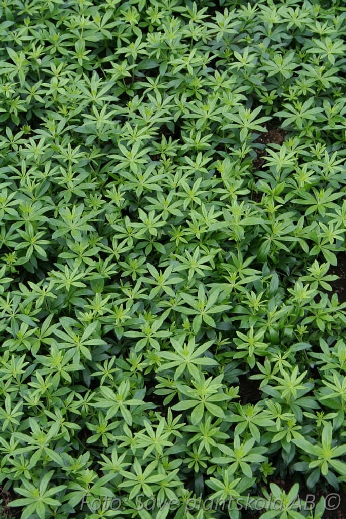 Galium odoratum