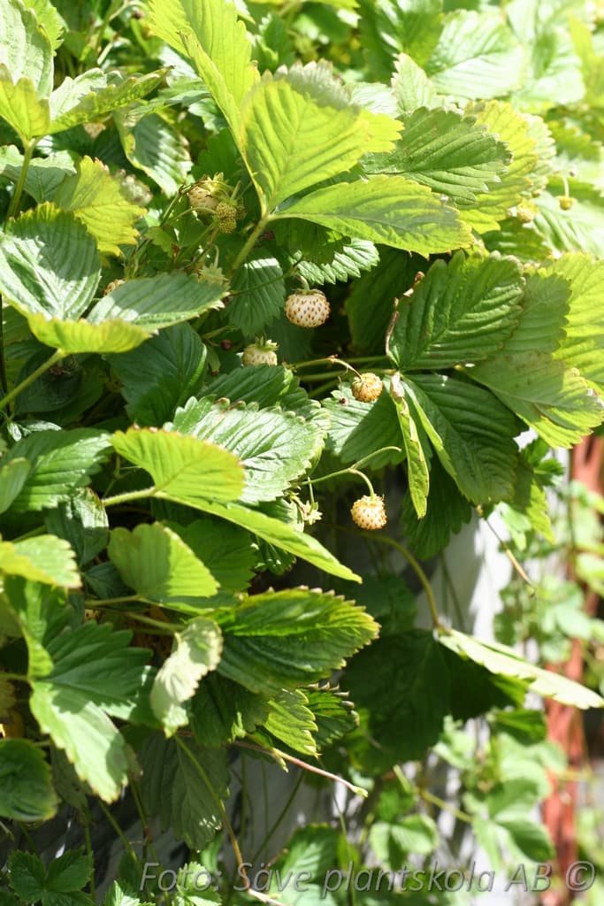 Fragaria vesca  'Snövit'